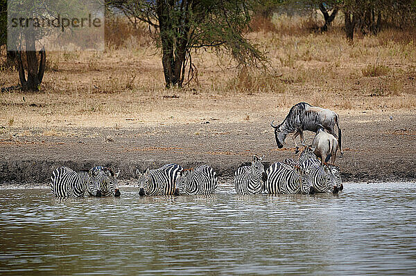 Herde von Zebras (Equus quagga) trinken an einem Wasserloch im Tarangire National Park  Tansania  Afrika |herd of plains zebra (Equus quagga) drinking at waterhole  Tarangire National Park  Tanzania  Africa|