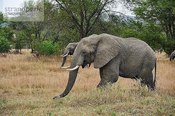 Herde Afrikanischer Elefanten (Loxodonta africana)  Serengeti National Park  Tansania  Afrika |herd of African elephant (Loxodonta africana)  Serengeti National Park  Tanzania  Africa|