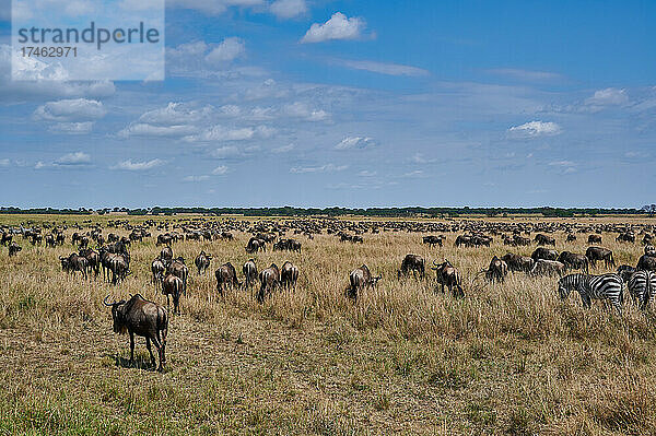Weißbartgnus (Connochaetes mearnsi) auf der grossen Migration durch den Serengeti National Park  Tansania  Afrika |blue wildebeest (Connochaetes mearnsi) on great migration thru Serengeti National Park  Tanzania  Africa|