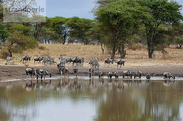 Herde von Gnus und Zebras (Equus quagga) an einem Wasserloch im Tarangire National Park  Tansania  Afrika |herd of wildebeest and plains zebra (Equus quagga) at waterhole  Tarangire National Park  Tanzania  Africa|