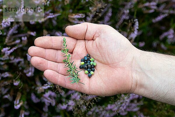 Gemeiner Wacholder (Juniperus communis)  reife und unreife Beeren (biologisch Zapfen) mit Ast in Hand  Naturschutzgebiet Windelberg  Niedersachsen  Deutschland  Europa