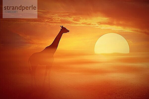 Silhouette einer einsamen Giraffe vor einem nebligen  orangefarbenen Sonnenuntergang. Afrikanische Savanne wildes Leben Landschaft Szene Bildschirmschoner