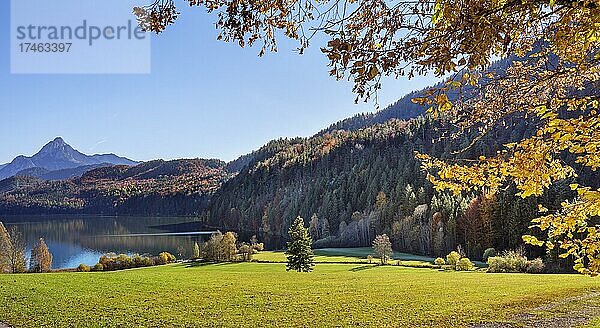 Mischwald am Weißensee bei Füssen  links der Säugling  Allgäu  Bayern  Deutschland  Europa