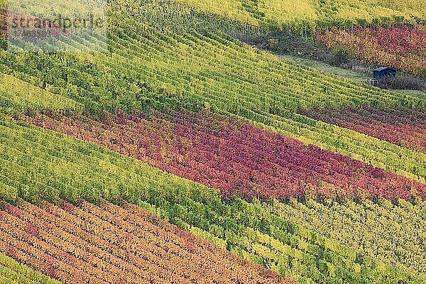 Ausblick auf Weinstöcke mit buntem Herbstlaub  Mosel  Rheinland-Pfalz  Deutschland  Europa