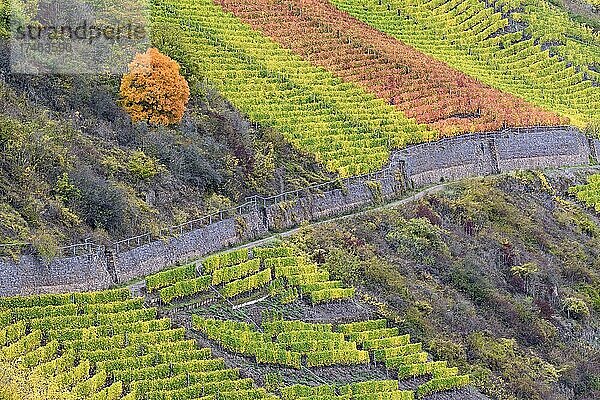 Ausblick auf einen Steilhang  Laubbaum und Weinstöcke mit buntem Herbstlaub  Mosel  Rheinland-Pfalz  Deutschland  Europa