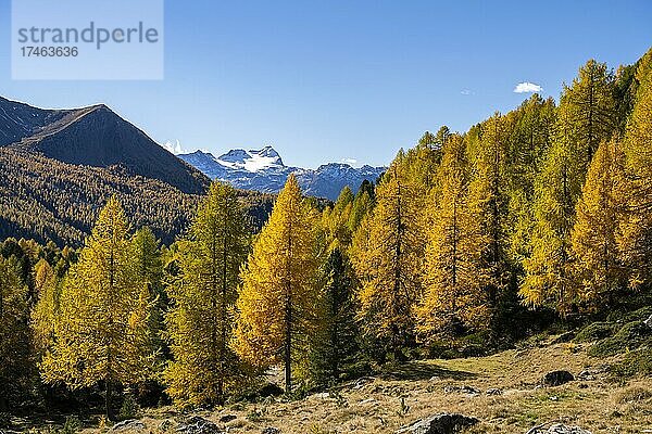 Herbstlicher Lärchenwald vor Pizzo Scalino  Val di Campo  Engadin  Kanton Graubünden  Schweiz  Europa