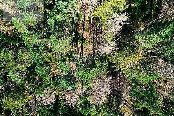 Drohnenaufnahme tote Fichten stehen im Bestand  Wald im Klimawandel  vom Borkenkäfer (Scolytinae) befallen  Kellerwald  Hessen  Deutschland  Europa