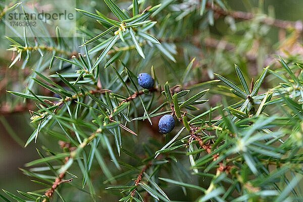Gemeiner Wacholder (Juniperus communis)  reife Beeren (biologisch Zapfen) am Ast  Naturschutzgebiet Windelberg  Niedersachsen  Deutschland  Europa
