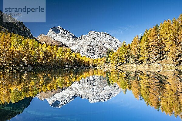 Herbstlicher Lärchenwald am Palpuognasee vor Bergpanorama  Lei da Palpuogna  Albulapass  Graubünden  Schweiz  Europa