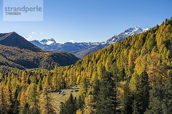 Herbstlicher Lärchenwald vor Pizzo Scalino  Val di Campo  Engadin  Kanton Graubünden  Schweiz  Europa