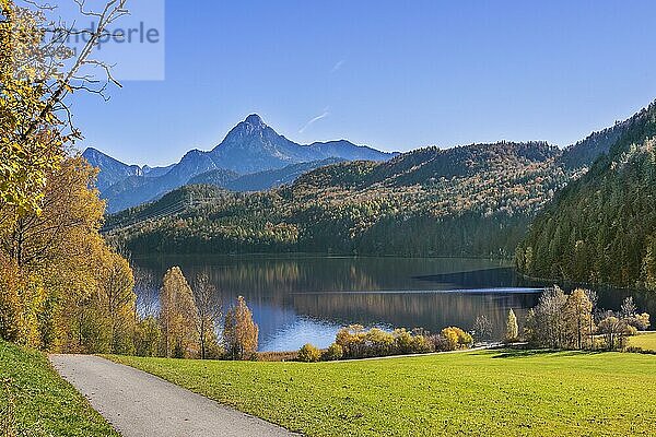 Mischwald am Weißensee bei Fu?ssen  halb links der Sa?ugling  Allgäu  Bayern  Deutschland  Europa