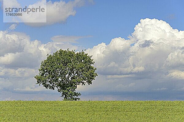 Laubbaum  Eiche (Quercus)  Solitärbaum an einem Feld  blauer Wolkenhimmel  Nordrhein-Westfalen  Deutschland  Europa