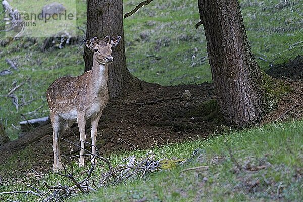 Damhirsch (Dama dama)  captive  Vilnöß Tal  Südtirol  Italien  Europa