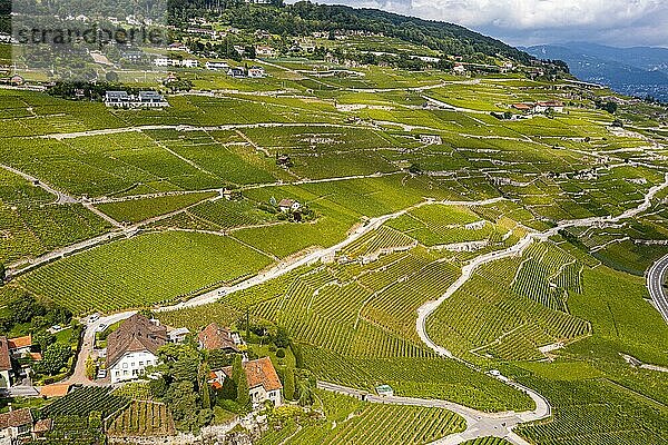 Luftaufnahme der Weinbergterrassen der Unesco-Stätte Lavaux  Genfersee  Schweiz  Europa