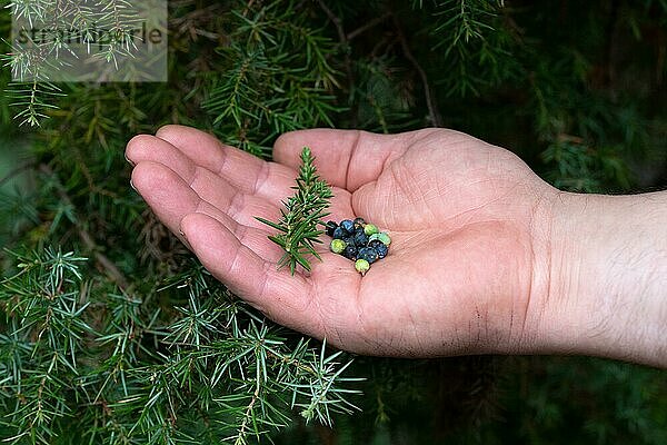 Gemeiner Wacholder (Juniperus communis)  reife und unreife Beeren (biologisch Zapfen) mit Ast in Hand  Naturschutzgebiet Windelberg  Niedersachsen  Deutschland  Europa