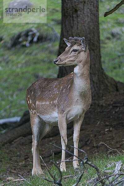 Damhirsch (Dama dama)  captive  Vilnöß Tal  Südtirol  Italien  Europa