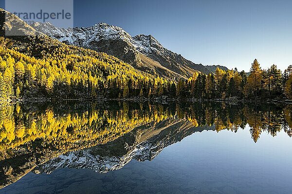 Herbstlicher Lärchenwald spiegelt sich im Bergsee Lago di Saoseo  vor Scima da Rügiul  Val di Campo  Engadin  Kanton Graubünden  Schweiz  Europa
