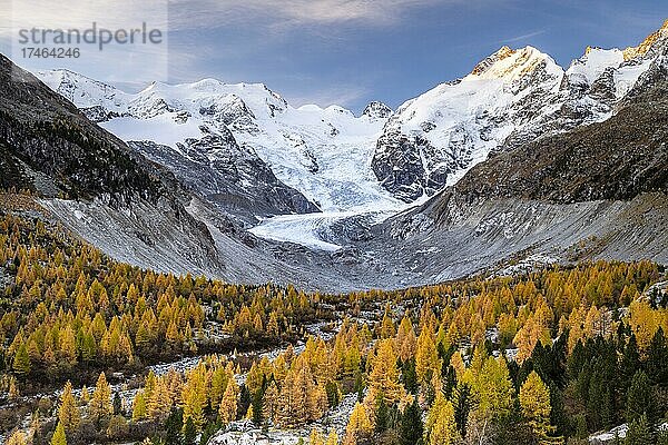 Herbstlicher Lärchenwald vor Morteratschgletscher  Berninagruppe mit Piz Bernina  Piz Palü  Pontresina  Engadin  Graubünden  Schweiz  Europa