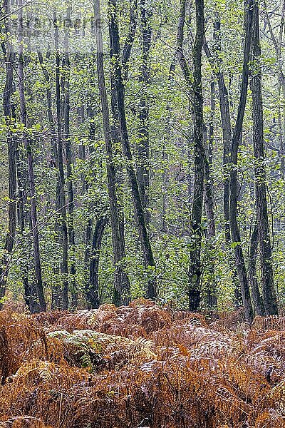Herbst im Buchholzer Wald  Mönchengladbach  Deutschland  Europa