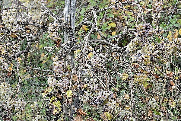 Weinstock mit ungeernteten Trauben  Herbst  Mosel  Rheinland-Pfalz  Deutschland  Europa