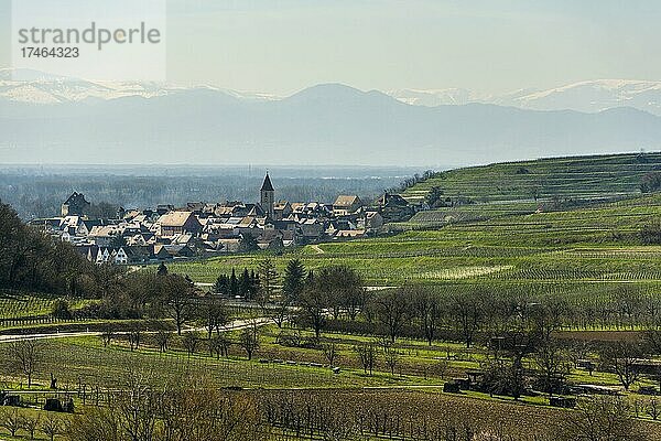 Weinberge im Frühling  Burkheim  bei Vogtsburg  Kaiserstuhl  Baden-Württemberg  Deutschland  Europa