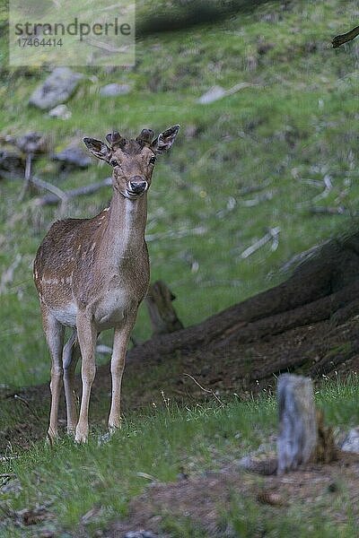 Damhirsch (Dama dama)  captive  Vilnöß Tal  Südtirol  Italien  Europa