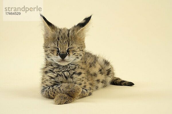 Serval (Leptailurus serval)  Jungtier  entspannt  schläft  Augen geschlossen  9 Wochen  captive  Österreich  Europa