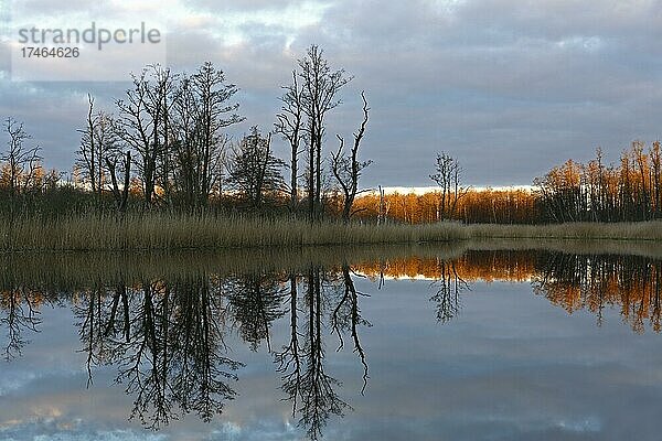Spiegelung von bäumen im Wasser  Abendstimmung in der Flusslandschaft Peenetal  Naturpark Flusslandschaft Peenetal  Mecklenburg-Vorpommern  Deutschland  Europa