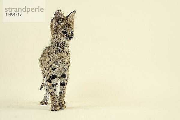 Serval (Leptailurus serval)  Jungtier  steht  9 Wochen  captive  Österreich  Europa