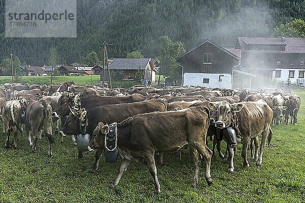 Von der Alm kommende Kühe zum Viehscheid mit Schellen geschmückt  Bad Hindelang  Allgäu  Bayern  Deutschland  Europa