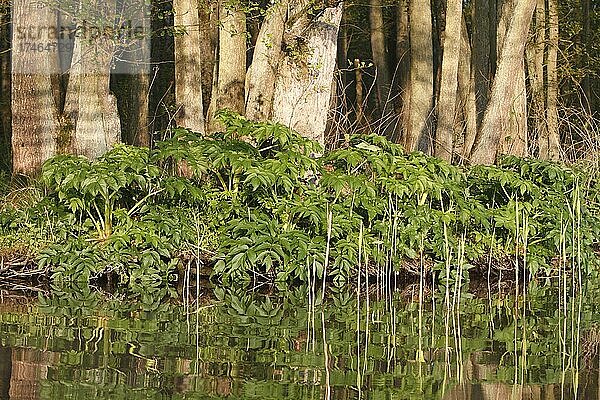 Riesen-Bärenklau (Heracleum mantegazzianum) am Ufer  invasiver Neophyth  Naturpark Flusslandschaft Peenetal  Mecklenburg-Vorpommern  Deutschland  Europa
