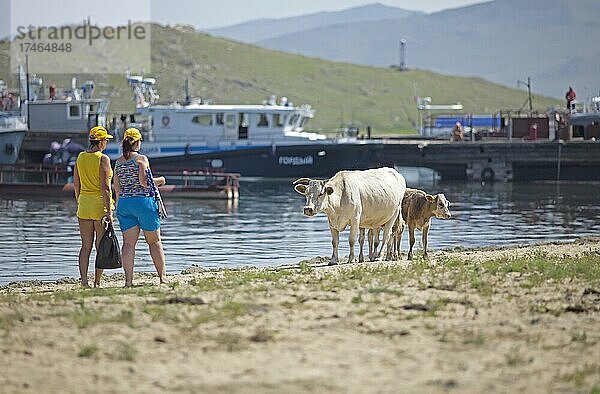 Frauen und Rinder am Strand der Bazarnaja Bucht  hinten die Fähre zur Insel Olchon  Sahjurta  Pribaikalsky Nationalpark  Provinz Irkutsk  Sibirien  Russland  Europa