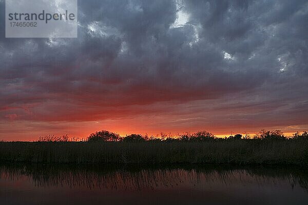 Sonnenuntergang über dem Schilf  Abendstimmung in der Flusslandschaft Peenetal  Naturpark Flusslandschaft Peenetal  Mecklenburg-Vorpommern  Deutschland  Europa
