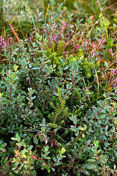 Rauschbeere (Vaccinium uliginosum) und Schwarze Krähenbeere (Empetrum nigrum)  beide Pflanzen wachsen nebeneinander  Neustädter Moor  Niedersachsen  Deutschland  Europa