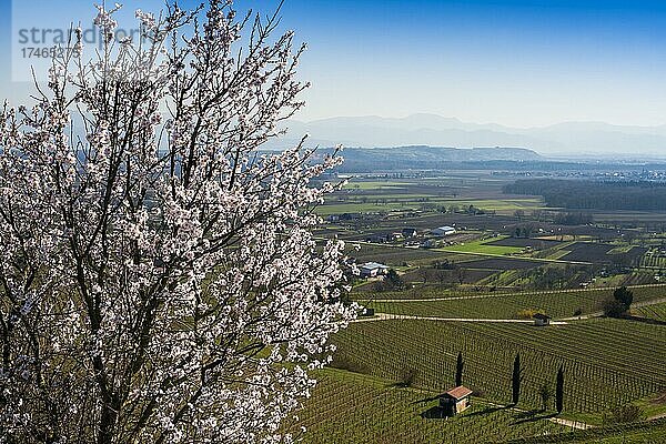 Weinberge und blühender Mandelbaum im Frühling  bei Ihringen  Kaiserstuhl  Baden-Württemberg  Deutschland  Europa