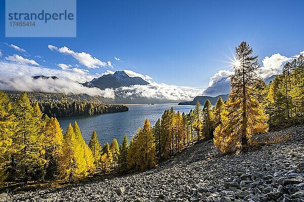 Herbstlicher Lärchenwald über Silsersee  Piz da la Margna  Engadin  Graubünden  Schweiz  Europa