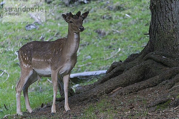 Damhirsch (Dama dama)  captive  Vilnöß Tal  Südtirol  Italien  Europa