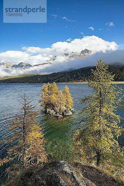 Insel am Silsersee  verfärbte Lärchen im Herbst  schneebedeckte Berggipfel  Engadin  Graubünden  Schweiz  Europa