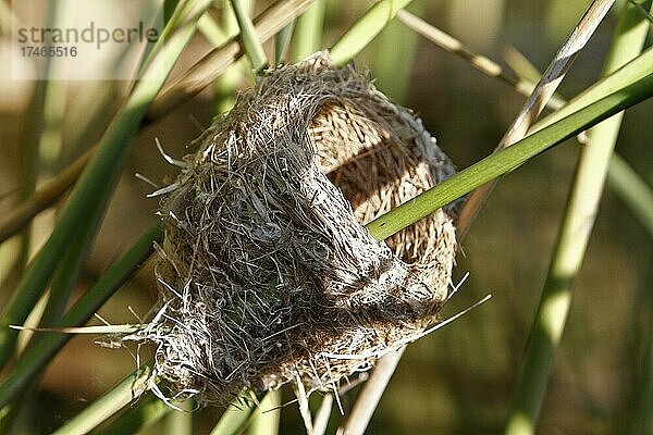 Verlassenes Nest einer im Schilf brütenden Singvogelart  Naturpark Flusslandschaft Peenetal  Mecklenburg-Vorpommern  Deutschland  Europa