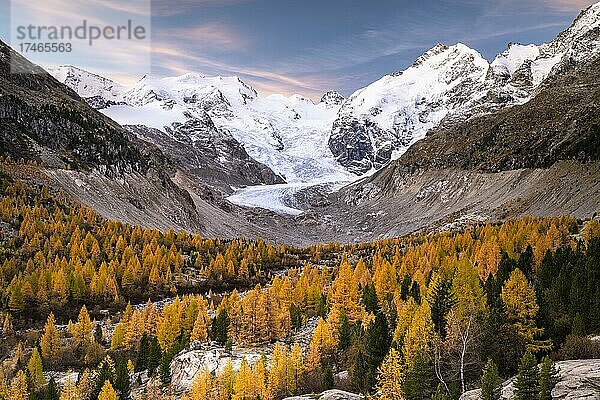Herbstlicher Lärchenwald vor Morteratschgletscher  Berninagruppe mit Piz Bernina  Piz Palü  Pontresina  Engadin  Graubünden  Schweiz  Europa