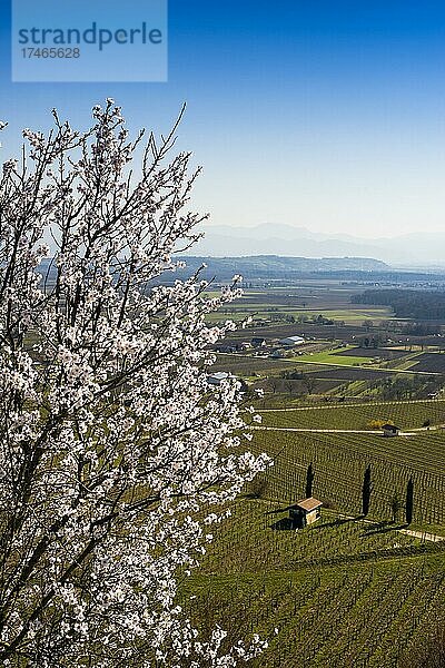 Weinberge und blühender Mandelbaum im Frühling  bei Ihringen  Kaiserstuhl  Baden-Württemberg  Deutschland  Europa