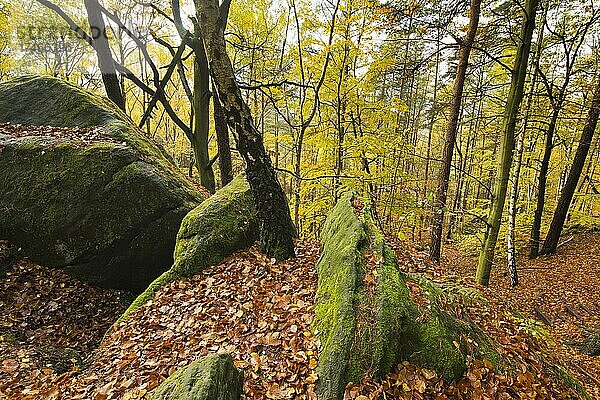 Herbstlandschaft  herbstlich bunter Wald am Steilaufstieg zum Tafelberg Gohrisch  Gohrischstein  Nationalpark Sächsische Schweiz  Elbsandsteingebirge  Sachsen  Deutschland  Europa
