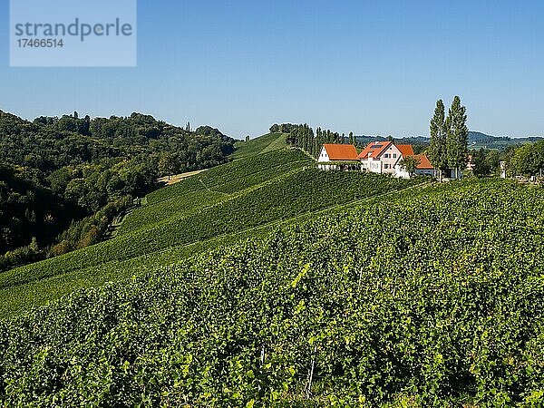 Ausblick vom Weingarten Pavillon im die Weingärten  südsteirische Weinstraße  Sernau  Steiermark  Österreich  Europa