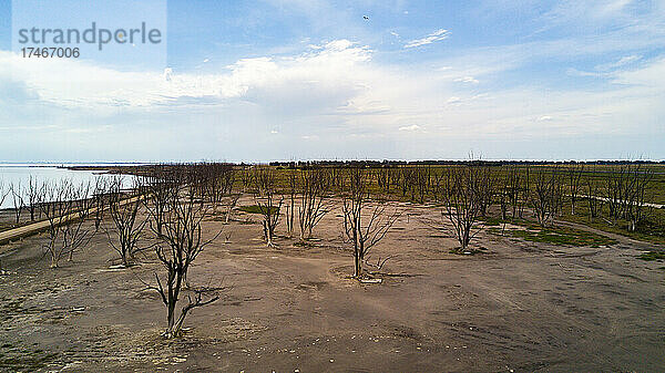 Blick auf kahle Bäume in einer verlassenen Landschaft an der Küste der Laguna Epecuen  Villa Epecuen