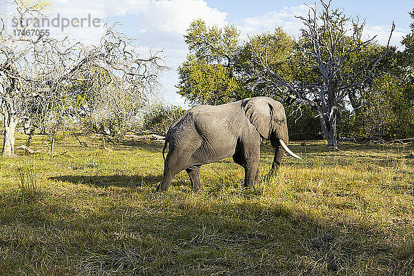 Ein Elefant mit Stoßzähnen  der über eine Wiese läuft