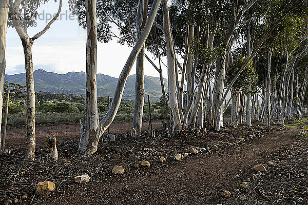 Naturschutzgebiet und Wanderweg  ein Weg durch alte Eukalyptusbäume und mit Blick auf die Berge  am frühen Morgen.