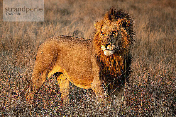 Ein männlicher Löwe  Panthera leo  steht auf einer Lichtung in der Sonne und schaut aus dem Bild.