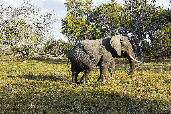 Ein Elefant mit Stoßzähnen  der über eine Wiese läuft