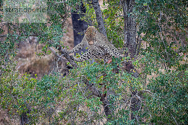 Ein Leopard  Panthera pardus  steht über einem erlegten Tier in einem Baum und schaut es direkt an.