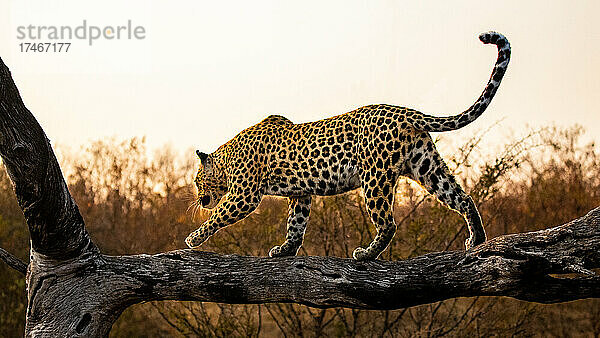 Ein Leopard  Panthera pardus  balanciert bei Sonnenuntergang auf einem Baumstamm